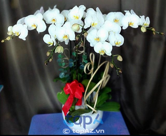 Địa chỉ vàng mua lan hồ điệp uy tín tại Quận 11 - Chất lượng đảm bảo, mẫu mã đa dạng