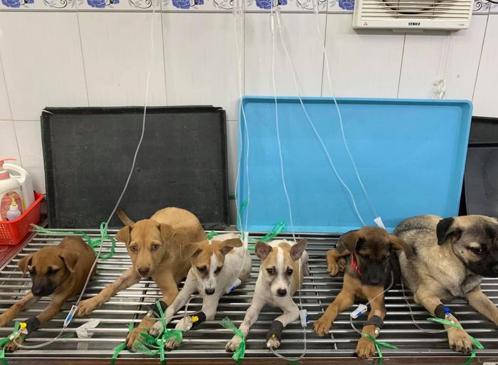 Phòng khám Thú y - PetShop Đăng Khôi ảnh 2