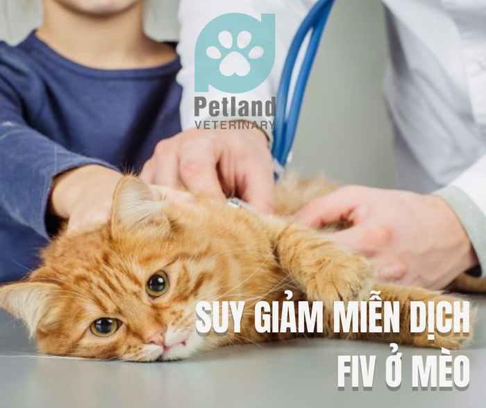 Ảnh Thú y Petland - Phòng khám thú y Petland