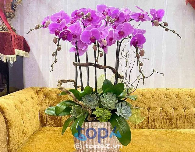 Địa chỉ mua lan hồ điệp chất lượng tại Quận 11 - Đẳng cấp và uy tín hàng đầu