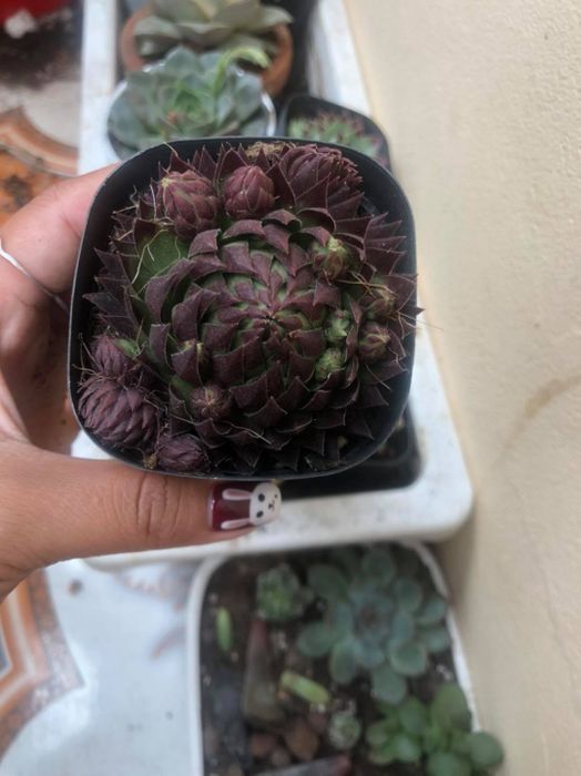 Góc trưng bày đầy nghệ thuật tại Green Corner