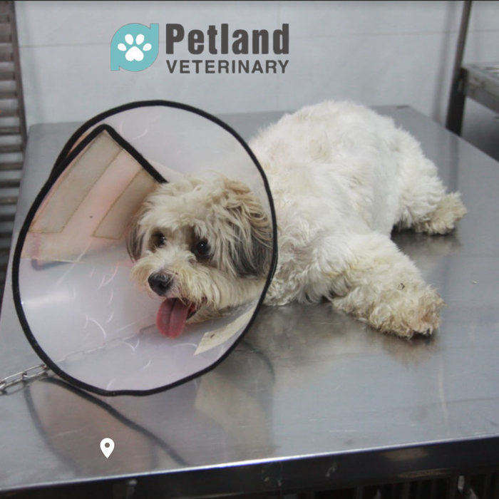 Ảnh Thú y Petland - Phòng khám thú y Petland (3)
