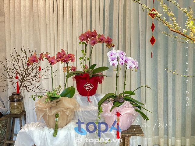 Top địa chỉ bán lan hồ điệp uy tín tại Quận 11 - Chất lượng đảm bảo, mẫu mã đa dạng