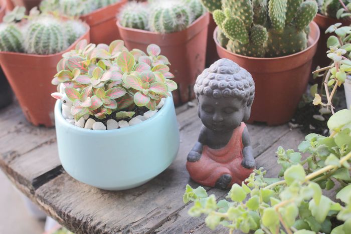 Bộ sưu tập sen đá độc đáo và đầy cảm hứng tại Lọ Mọ Garden