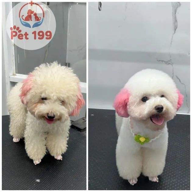 Phòng khám thú y 199 - Đồng hành cùng sức khỏe thú cưng