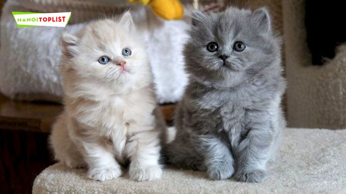 en-bac-pets