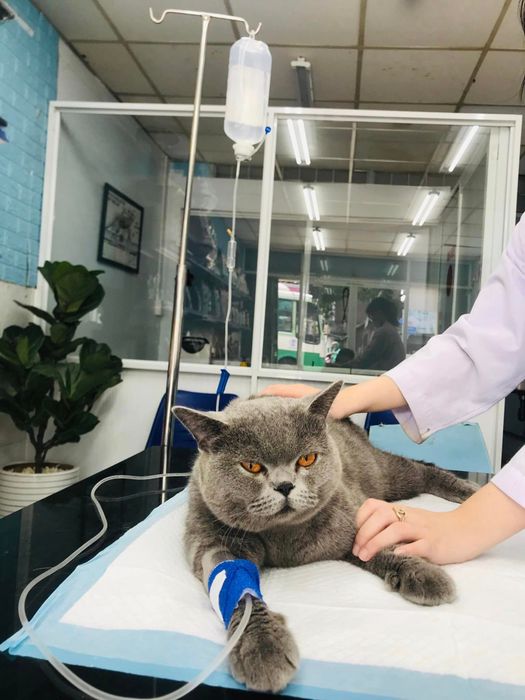 Ảnh Phòng khám thú y 24/7 Pet Clinic (3)
