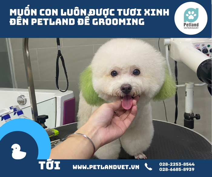 Ảnh Thú y Petland - Phòng khám thú y Petland (2)