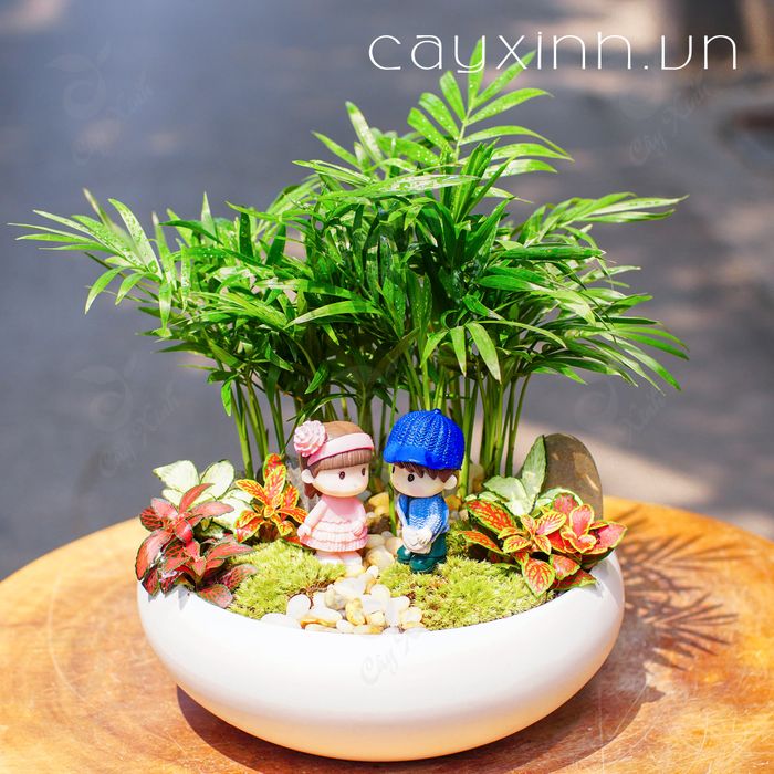 Hình ảnh cây cảnh mini từ Cayxinh.vn - Những tác phẩm xanh thu nhỏ được chăm chút tỉ mỉ, kết hợp hài hòa giữa cây và chậu.