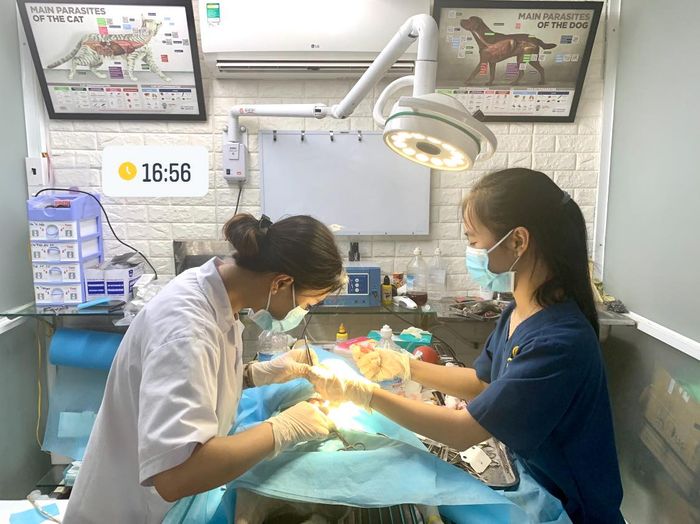 Phòng khám Thú y - PetShop Đăng Khôi ảnh 3