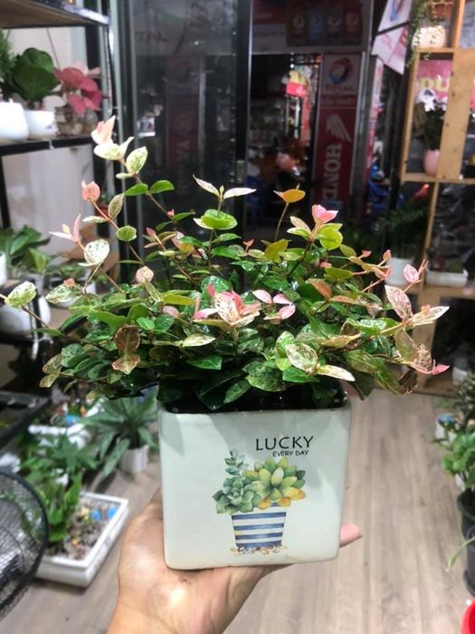 Bộ sưu tập cây cảnh độc đáo tại Green Corner