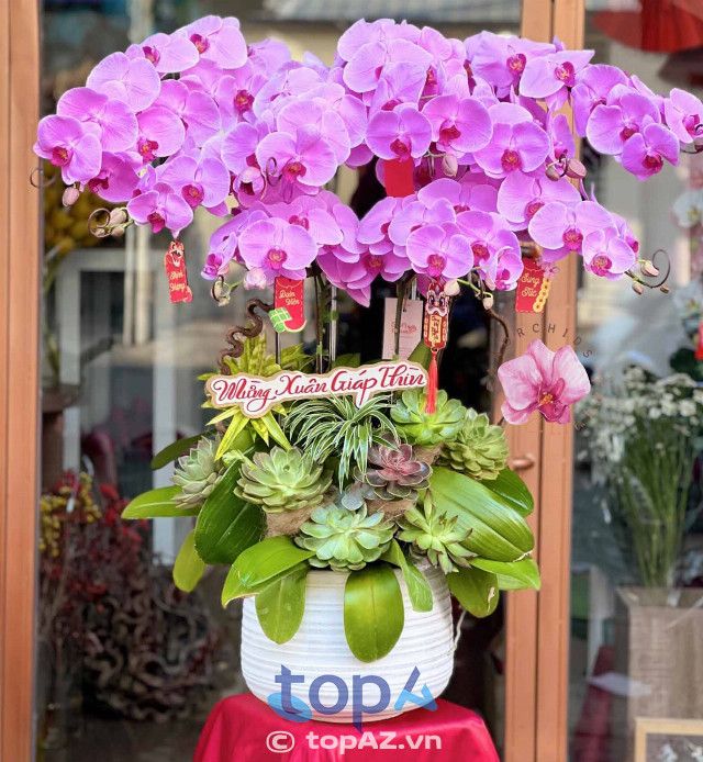 Địa chỉ mua lan hồ điệp giá tốt tại Quận 11 - Đẹp sang mà vẫn tiết kiệm