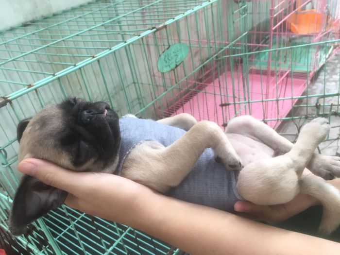 Ảnh Phòng khám thú y Hiệp Bình (3)