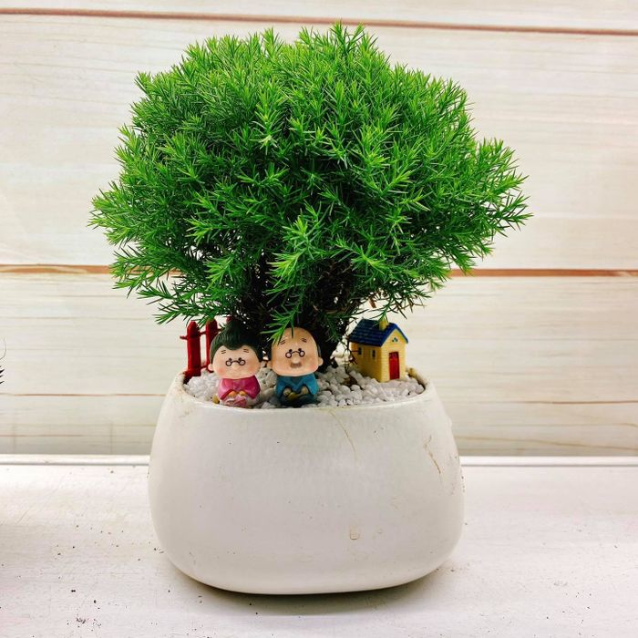 Bộ sưu tập sen đá và xương rồng nghệ thuật tại Mini Trees
