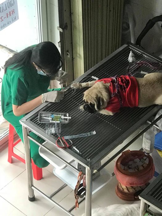 Ảnh Phòng Khám Thú Y King Pet (2)