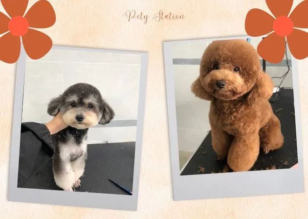 Pety Station - Địa chỉ vàng chăm sóc thú cưng