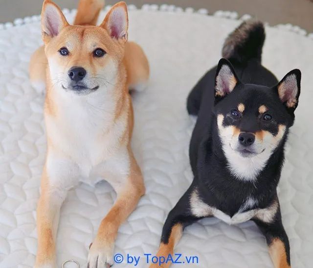 Điểm đến lý tưởng cho những ai tìm mua Shiba Inu tại Hà Nội