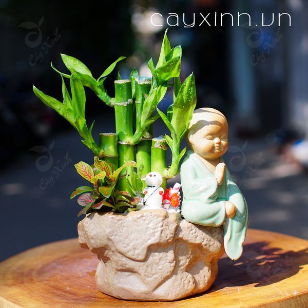 Hình ảnh 2 cây cảnh mini từ Cayxinh.vn - Từng chi tiết được chăm chút tỉ mỉ, tạo nên những tác phẩm xanh thu nhỏ đầy nghệ thuật.