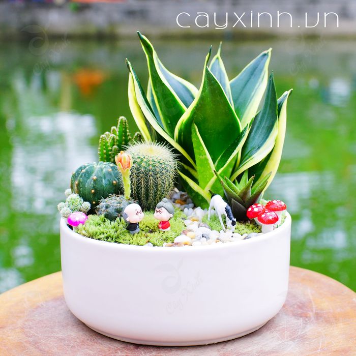 Hình ảnh 3 cây cảnh mini từ Cayxinh.vn - Những mầm xanh bé nhỏ nhưng chứa đựng cả một thế giới thu nhỏ đầy sức sống.