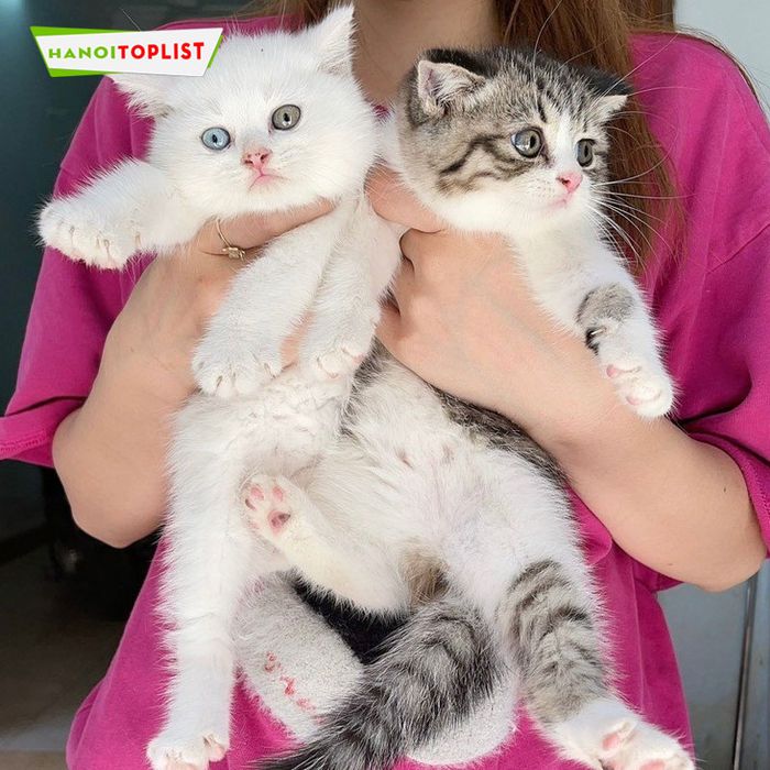cua-hang-ban-meo-map-pet-house-Mytour
