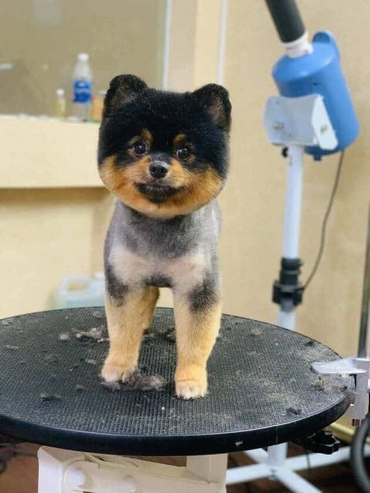 Địa chỉ spa chó mèo Quận 5 đạt tiêu chuẩn vàng về chất lượng