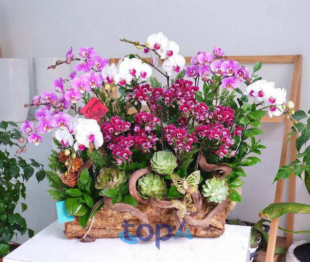 Cửa hàng bán lan hồ điệp uy tín tại quận 3