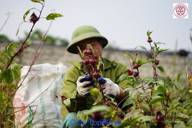 Thảo Mộc Hibiscus - Tinh hoa quà tặng từ thiên nhiên