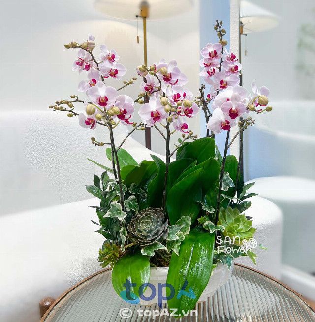 Địa chỉ mua lan hồ điệp uy tín tại quận 3