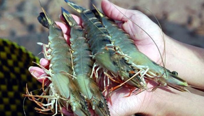Hình ảnh minh họa số 1 - Cận cảnh sản phẩm thủy sản chất lượng cao