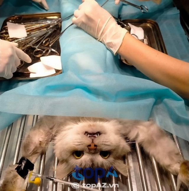 Phòng khám thú y Kokan Pet – Tận tâm đồng hành cùng sức khỏe thú cưng tại Nha Trang