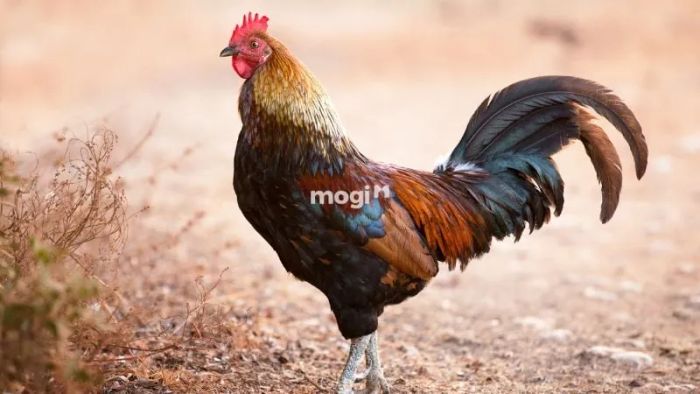 Giải thích khoa học về hiện tượng gà vào nhà