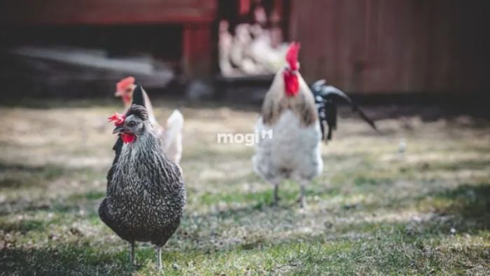 Phân tích chi tiết ý nghĩa tâm linh khi gà vào nhà