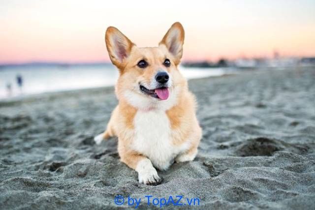 Địa chỉ uy tín để mua chó Corgi thuần chủng tại Hà Nội