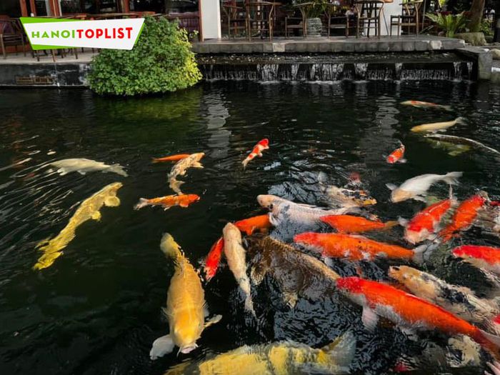 ca-phe-koi-Tripi