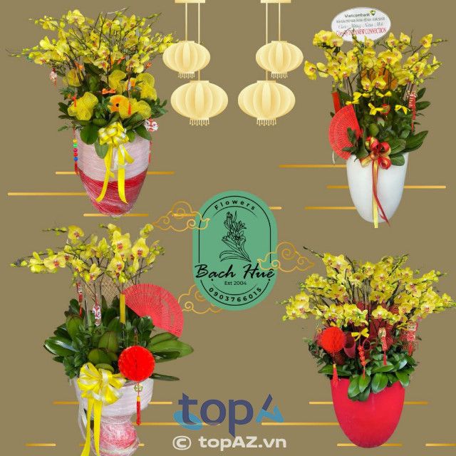 Địa chỉ mua lan hồ điệp đẹp tại Tân Phú