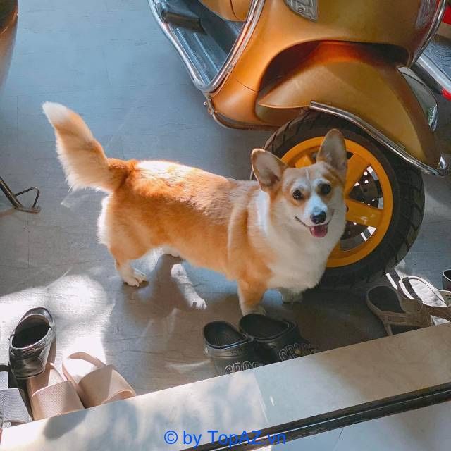 Địa chỉ uy tín để sở hữu chó Corgi tại Hà Nội