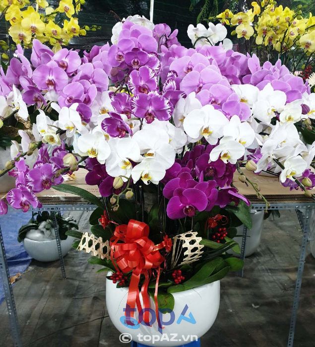Địa chỉ mua lan hồ điệp chất lượng và uy tín tại quận Tân Phú
