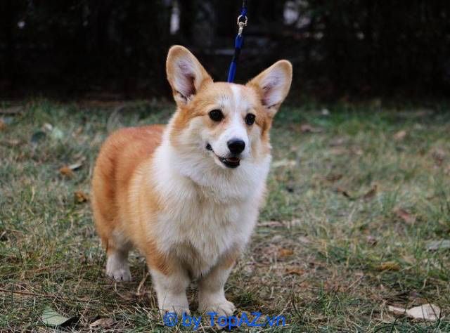 Địa chỉ uy tín để mua chó Corgi tại Hà Nội