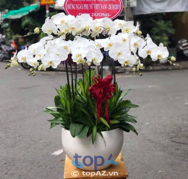 Địa chỉ cung cấp lan hồ điệp uy tín tại quận Tân Phú