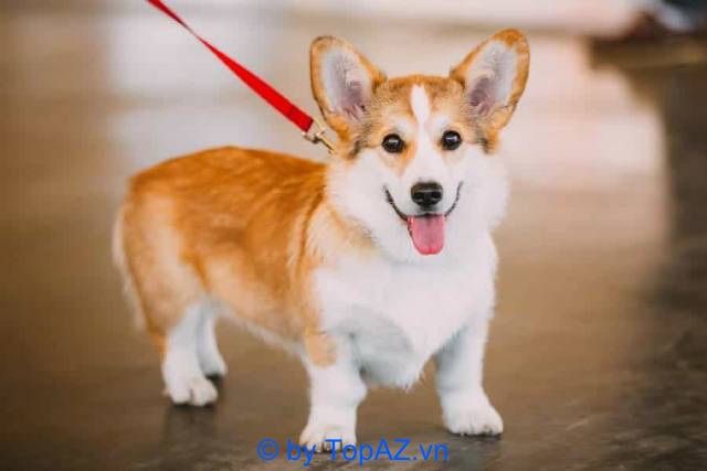 Địa chỉ mua chó Corgi uy tín tại Hà Nội