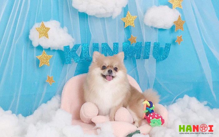 kun-miu-pet-shop-Tripi-1