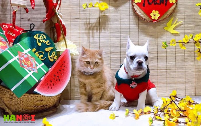 mina-petshop-Tripi-1