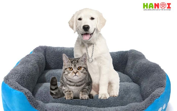 meo-gau-pet-shop-Tripi-1