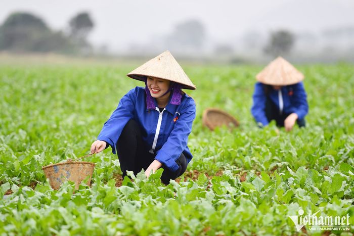 Hình ảnh minh họa số 1 (Nguồn: Internet)
