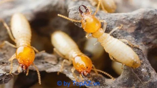 Thăng Long áp dụng công nghệ diệt mối sinh hóa tiên tiến