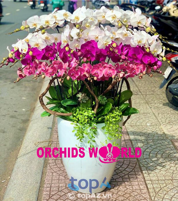 Địa chỉ vàng mua lan hồ điệp chuẩn đẹp tại Quận 1