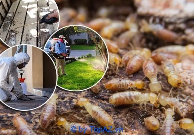 Thành Sinh tự hào là đối tác tin cậy với các giải pháp diệt mối thông minh, an toàn và hiệu quả vượt trội
