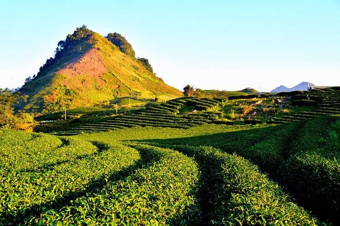 Mộc Châu ảnh 2 - Cánh đồng hoa cải vàng rực dưới nắng chiều, điểm xuyết những chiếc nón của thiếu nữ Thái trắng trong như những bông hoa giữa biển vàng.