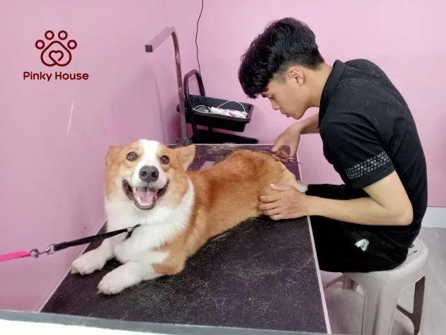 Pinky Pet House - Địa chỉ vàng cho thú cưng