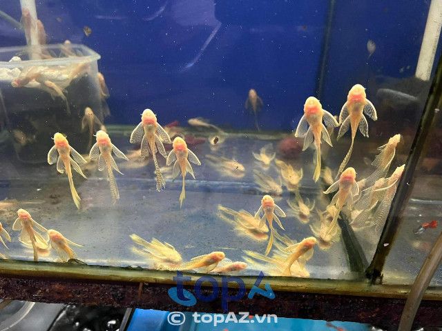 Địa chỉ mua cá cảnh chất lượng với giá thành hợp lý tại TP.HCM